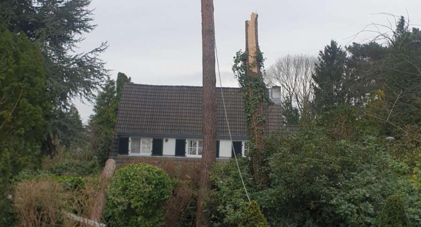 Abattage d'un arbre