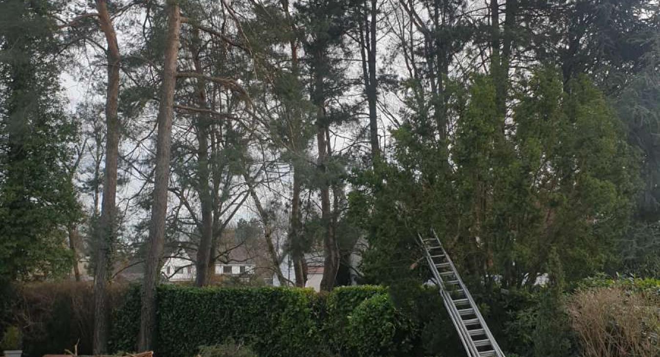 Abattage d'un arbre